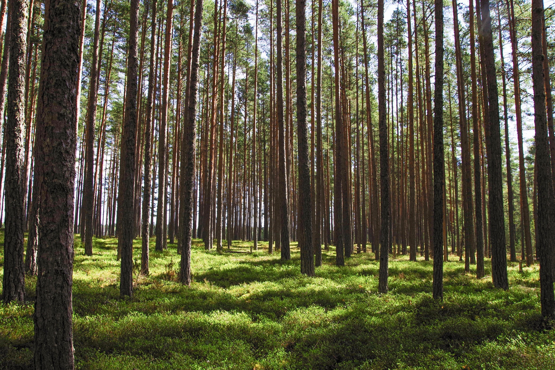 FIM Metsä Grupp